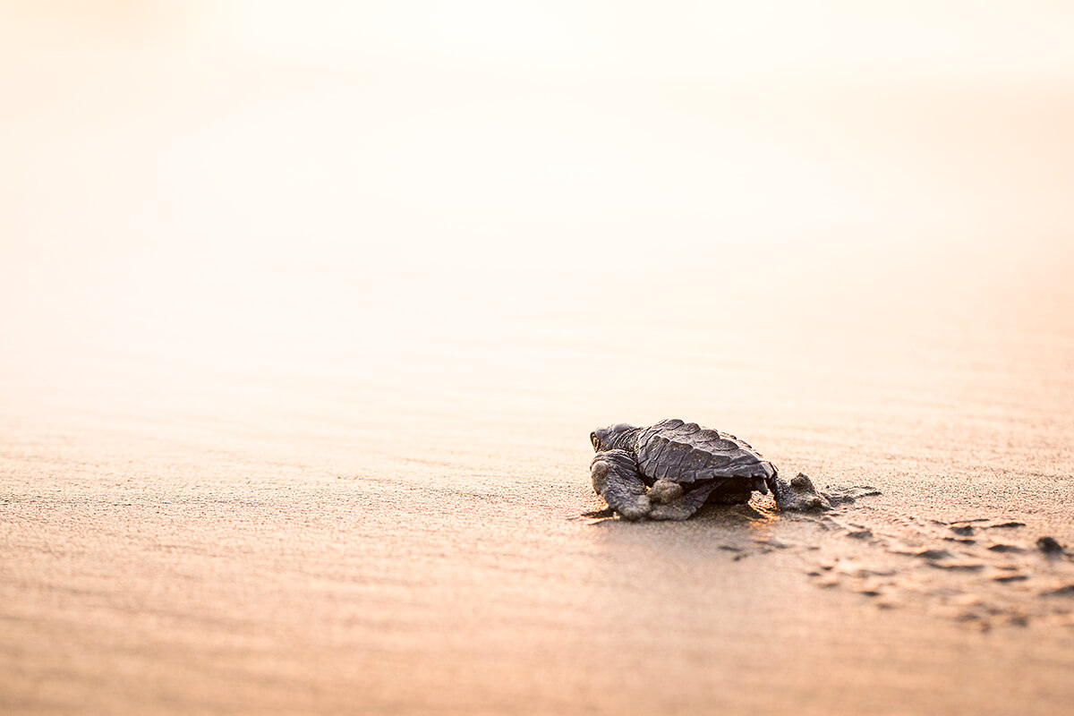 Wild baby turtle